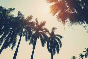 Coconut palm tree on beach in summer with vintage effect. photo