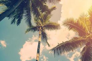 Coconut palm trees and shining sun with vintage effect. photo