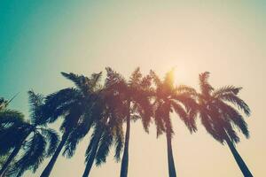 Coconut palm tree on beach in summer with vintage effect. photo