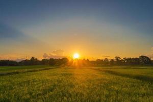 hermosa arroz campo y puesta de sol a tailandia foto