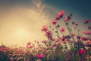 Field cosmos flower and sky sunlight with Vintage filter. photo