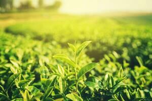 Fresh tea leaves in morning with sunlight photo