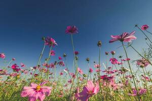 The beautiful cosmos flower in full bloom with sunlight. photo