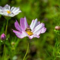 rosado cosmos flores floreciente al aire libre. un pequeño abeja se sienta en amarillo polen. soleado tarde en un botánico jardín. foto