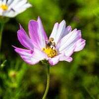 rosado cosmos flores floreciente al aire libre. un pequeño abeja se sienta en amarillo polen. soleado tarde en un botánico jardín. foto