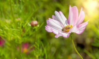 Pink cosmos flowers blooming outdoors, little bees on yellow pollen, sunny afternoon in a botanical garden.  copy space photo