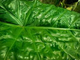 Closeup of tropical green giant elephant ear plant leaf. Natural outdoor green leaves background. photo