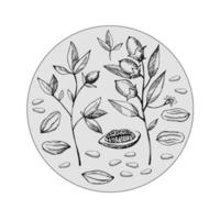 Cocoa set. Hand drawn cocoa bean vector, sketch of leaves and cocoa tree.Parts of plants. Organic product.Design element. Doodle  for cafe, shop, menu, cosmetics. For label, logo, emblem, symbol vector