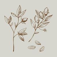 Cocoa set. Hand drawn cacao bean, leaf sketch and cacao tree. Parts of plants. For label, logo, emblem, symbol. vector