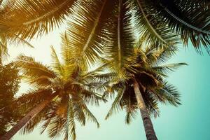 Coconut palm tree on beach and blue sky with vintage toned style. photo