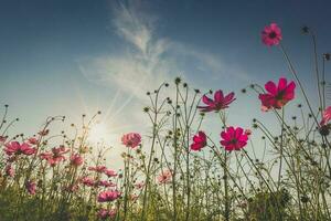 The beautiful cosmos flower in full bloom with sunlight. photo