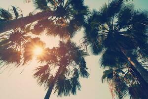 Coconut palm tree on beach in summer with vintage effect. photo