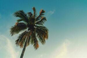 Coconut palm tree at tropical coast in island beach with vintage tone. photo