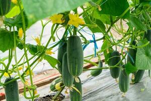 Field green cucumber plant for harvest on bed photo