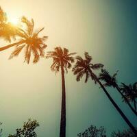 Coconut palm trees at tropical coast with vintage toned and film style. photo