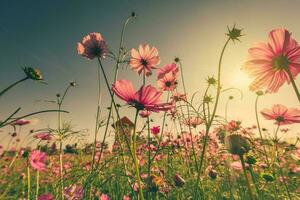 campo rosado cosmos flor y luz de sol con Clásico tonificado foto