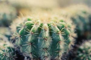 cactus on the plastic pot in the cactus garden desert in springtime. photo