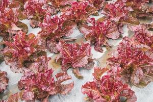 Lettuce red leaf in field, vegetable fresh in farm, salad photo