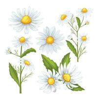 daisy flower set cartoon vector illustration