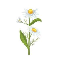 daisy flower summer cartoon vector illustration