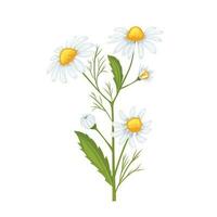 daisy flower summer cartoon vector illustration