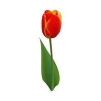 Red tulip on a transparent background. Realistic spring colorful flower vector illustration.