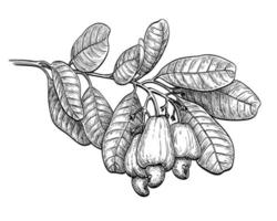 Ink sketch of cashew branch. Isolated on white background. Hand drawn vector illustration. Retro style.