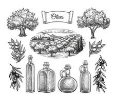 Olive set. Hand drawn vector illustration. Isolated on white background. Retro style.