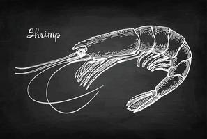 Shrimp. Chalk sketch on blackboard background. Hand drawn vector illustration. Retro style.