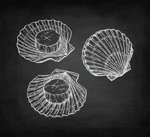 Scallops set. Chalk sketch on blackboard background. Hand drawn vector illustration. Retro style.