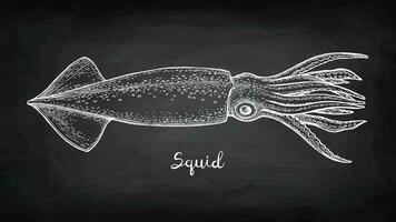 Squid. Chalk sketch on blackboard background. Hand drawn vector illustration. Retro style.