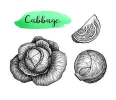 Ink sketch of cabbage isolated on white background. Hand drawn vector illustration. Retro style.