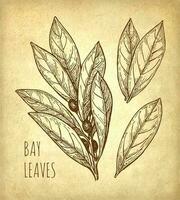 Bay leaves set. Ink sketch on old paper background. Hand drawn vector illustration. Retro style.