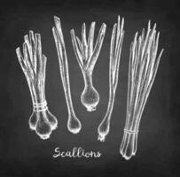 Scallions. Chalk sketch on blackboard background. Hand drawn vector illustration. Retro style.