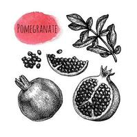 Pomegranate set. Fruits, seeds and branch. Ink sketch isolated on white background. Hand drawn vector illustration. Retro style.