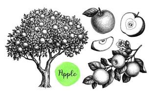 Apple tree, branch and fruits. Ink sketch set isolated on white background. Hand drawn vector illustration. Retro style.