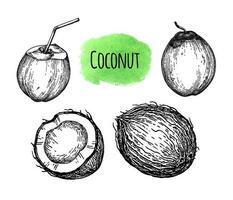 Coconut. Ink sketch isolated on white background. Hand drawn vector illustration. Retro style.