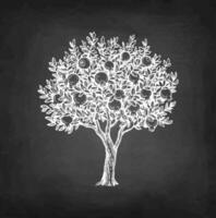 Pomegranate tree. Chalk sketch on blackboard background. Hand drawn vector illustration. Retro style.