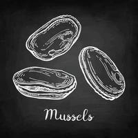 Mussels. Chalk sketch on blackboard background. Hand drawn vector illustration. Retro style.