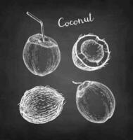 Chalk sketch of coconuts on blackboard background. Hand drawn vector illustration. Vintage style.