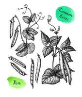 Common bean and Pea plant. Ink sketch set isolated on white background. Hand drawn vector illustration. Retro style.