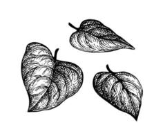 Heart shaped tree leaves. Ink sketch isolated on white background. Hand drawn vector illustration. Retro style.