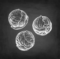 Brussels sprout. Chalk sketch on blackboard background. Hand drawn vector illustration. Retro style.