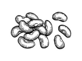 Handful of beans. Ink sketch isolated on white background. Hand drawn vector illustration. Retro style.