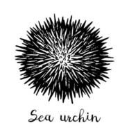 Sea urchin. Ink sketch of seafood. Hand drawn vector illustration isolated on white background. Retro style.