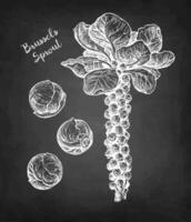 Brussels sprout. Chalk sketch on blackboard background. Hand drawn vector illustration. Retro style.