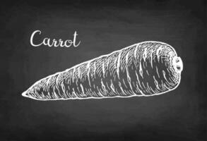 Chalk sketch of carrot on blackboard background. Hand drawn vector illustration. Retro style.