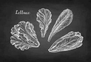 Lettuce set. Chalk sketch on blackboard background. Hand drawn vector illustration. Retro style.