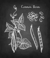 Common bean plant and pods. Chalk sketch set on blackboard background. Hand drawn vector illustration. Retro style.