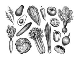 Fresh vegetables. Big set. Ink sketch collection isolated on white background. Hand drawn vector illustration. Retro style.